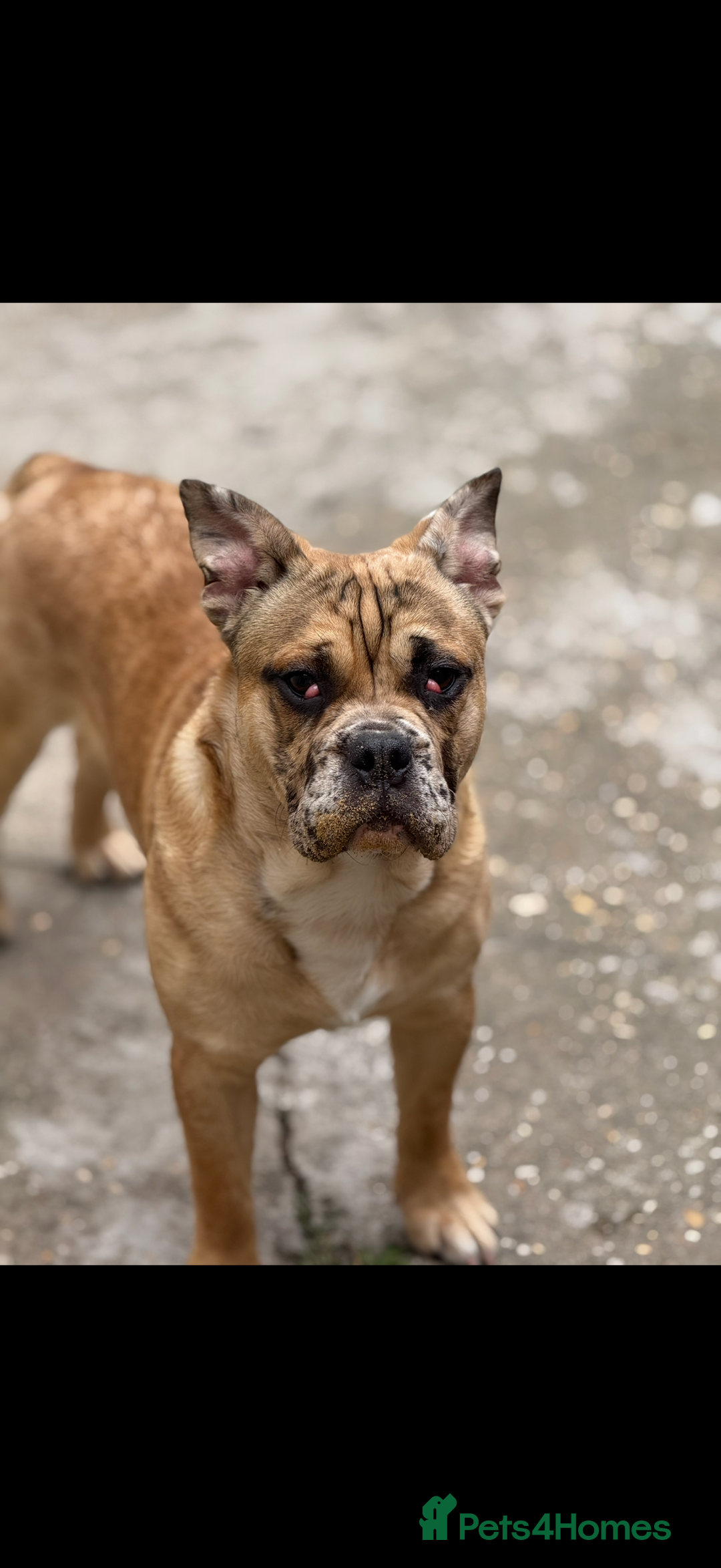 Mixed Breed dogs for sale: Derek and Dotty - Advert 6