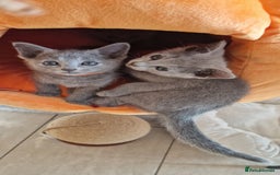 Russian Blue cats for sale: Pure Russian Blue kittens 💙  - Image 7