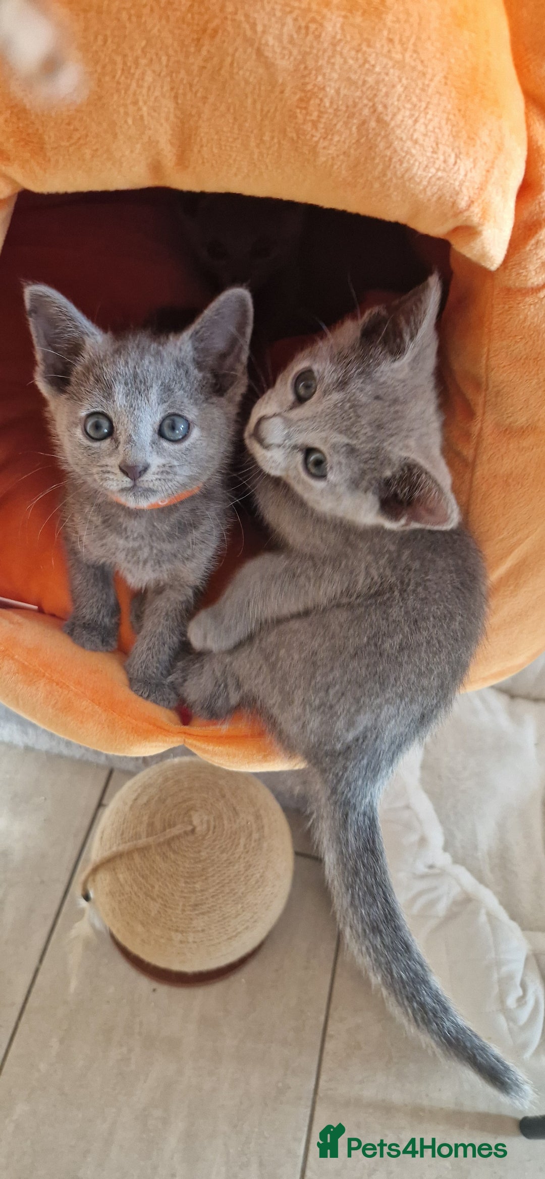 Russian Blue cats for sale: Pure Russian Blue kittens 💙  - Image 7
