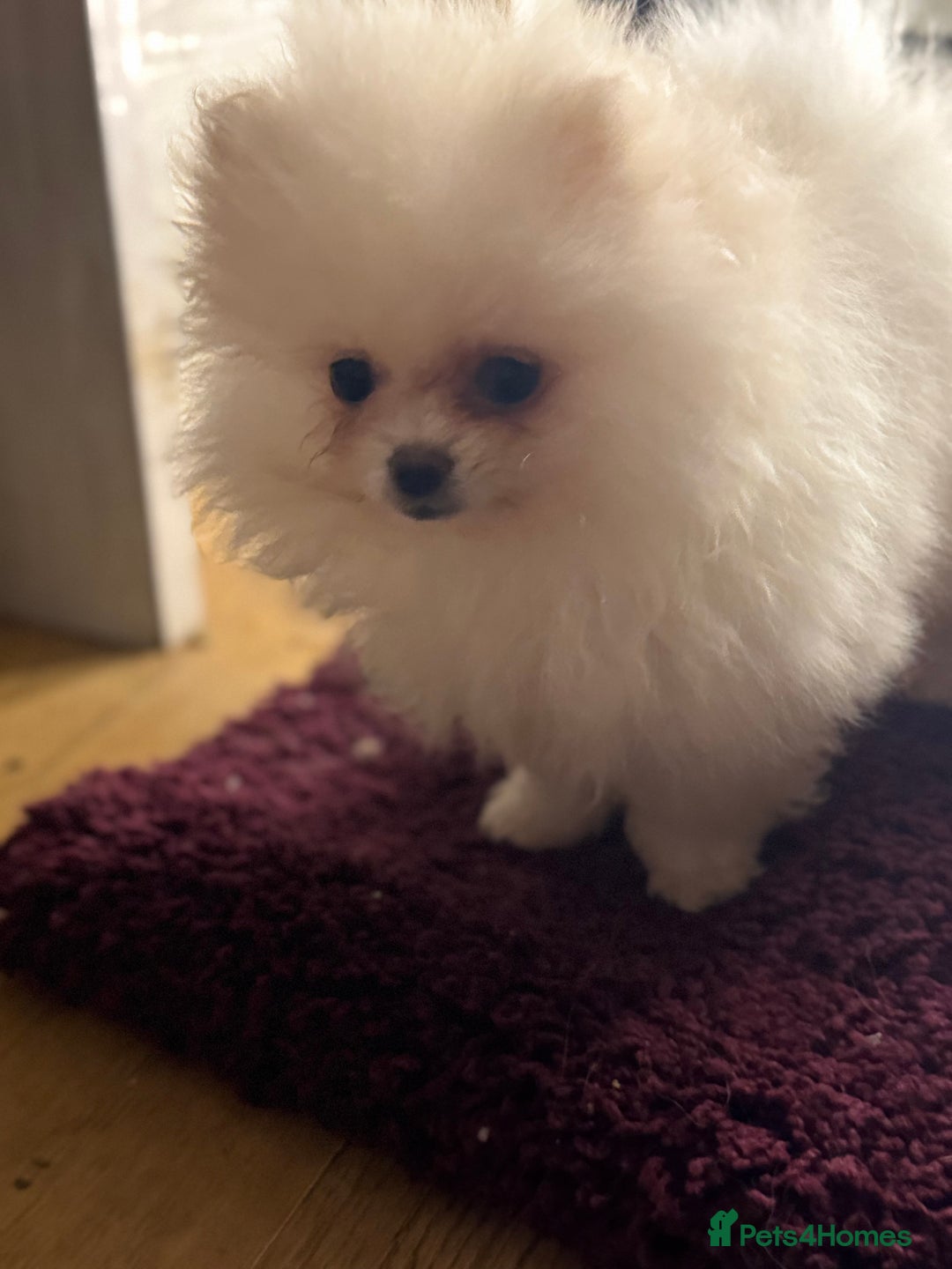 Pomeranian dogs for sale: Poms  - Image 3
