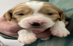 Labradoodle dogs for sale: Labradoodles for Sale! - Image 1