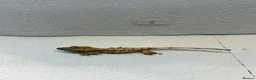 Gecko reptiles for sale: Baby crested geckos  - Advert 9
