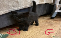 Ragdoll cats for sale: Half Ragdoll KITTENS - Image 16