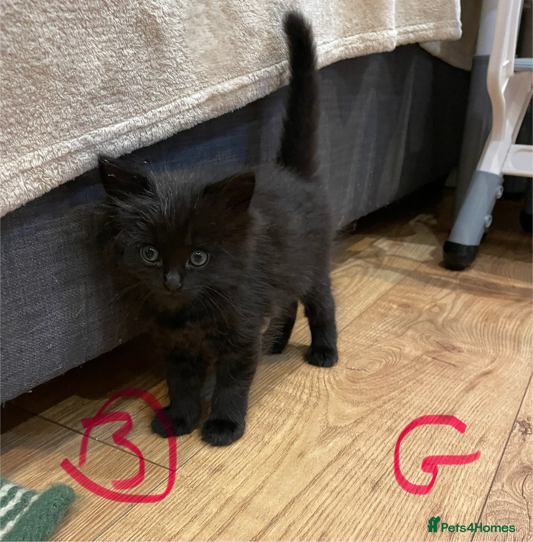 Ragdoll cats for sale: Half Ragdoll KITTENS - Image 16