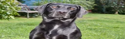 Labrador Retriever dogs for sale: FTCH FENDAWOOD & DARKESHEAD PUPS FOR SALE in South Molton - Advert 3