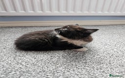 Ragdoll cats for sale: Adorable 9 Week Old Kittens - Litter Trained - Image 3
