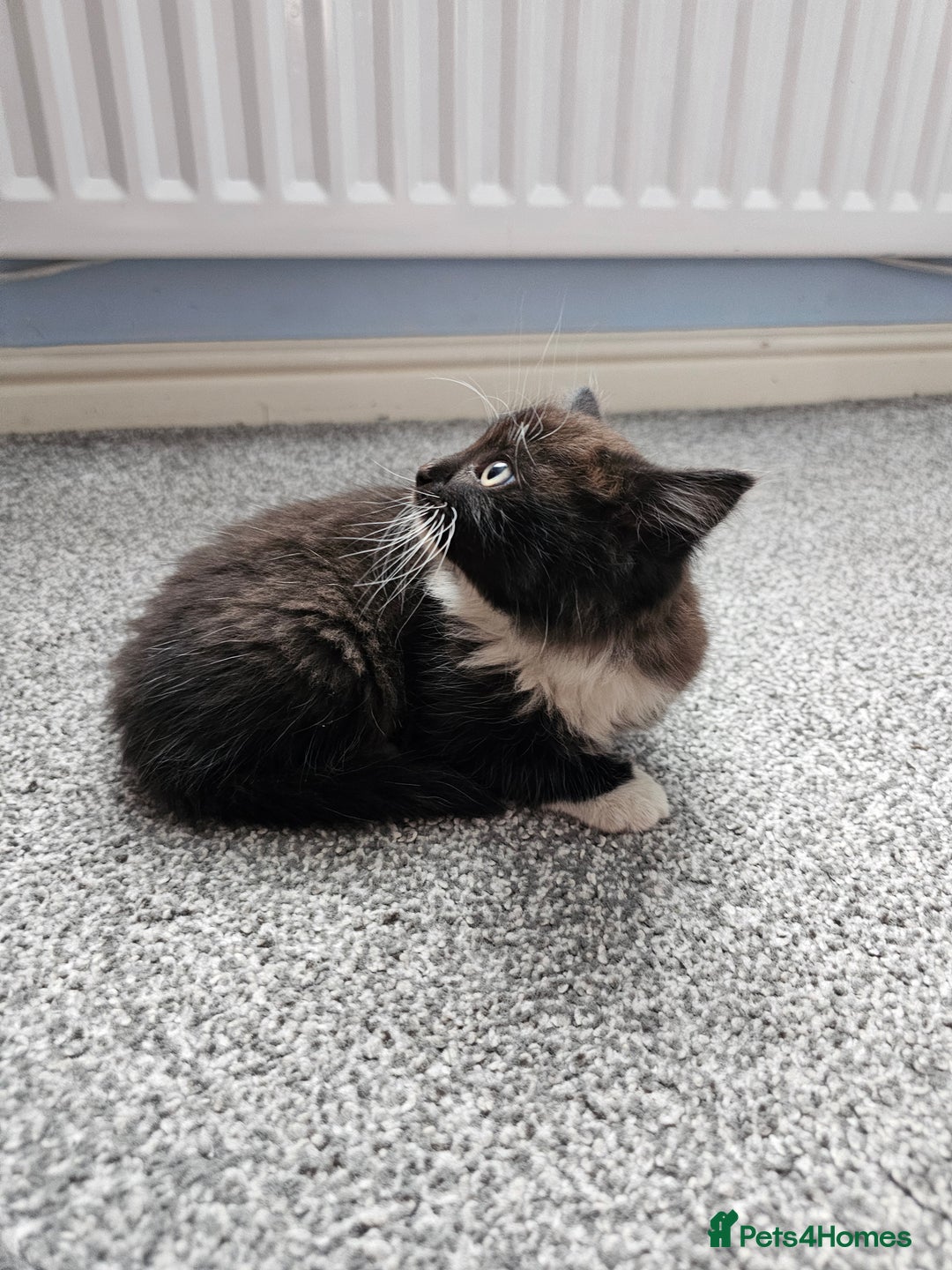 Ragdoll cats for sale: Adorable 9 Week Old Kittens - Litter Trained - Image 3
