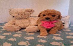 Cavapoochon dogs for sale: 5 🌟 DNA tested Cavapoochon pups - Image 1