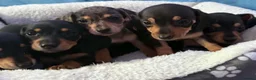 Dachshund dogs for sale: Beautiful black and cream puppies available  - Advert 10