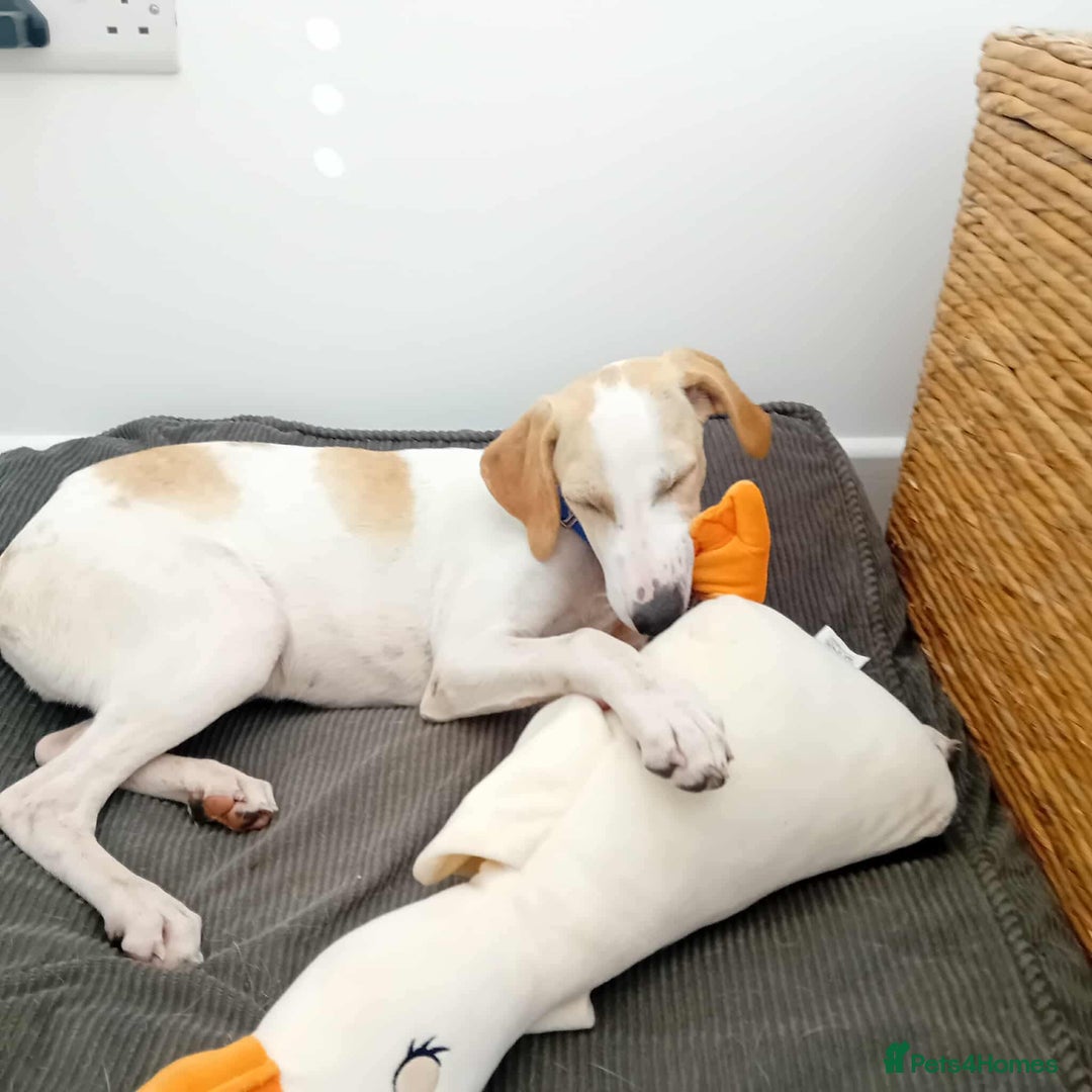 Mixed Breed dogs for adoption: Lulu The Sweet Soul Looking for Her Forever Home - Image 3