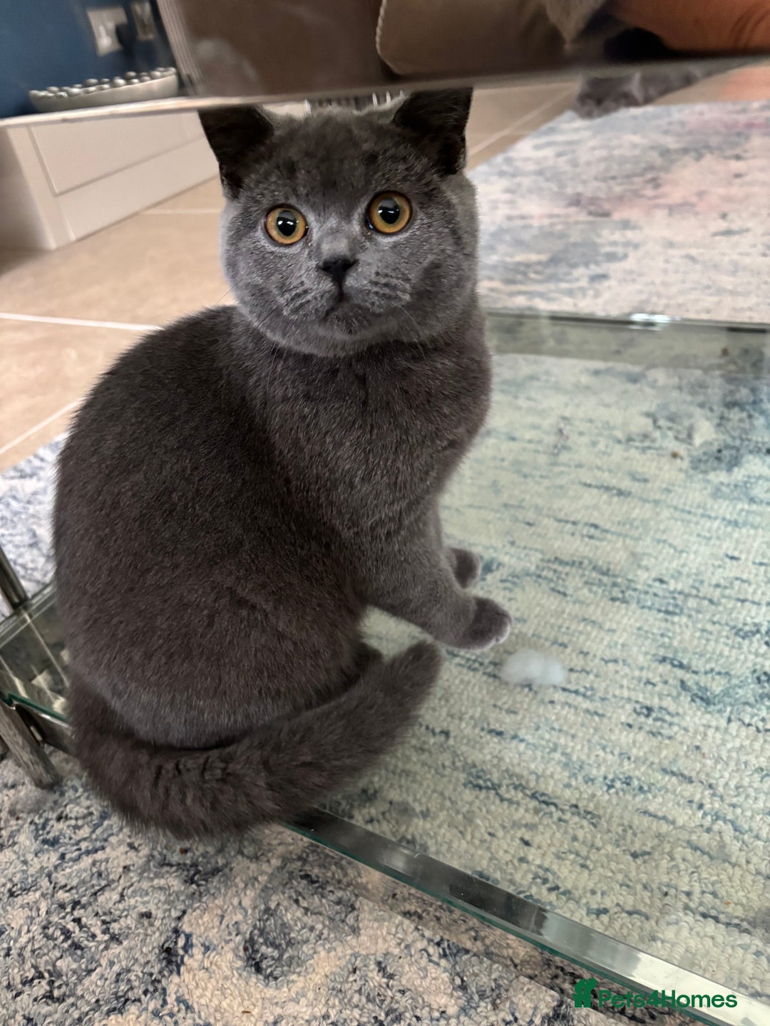 British Shorthair cats for sale: Beautiful British shorthair kitten - Advert 3