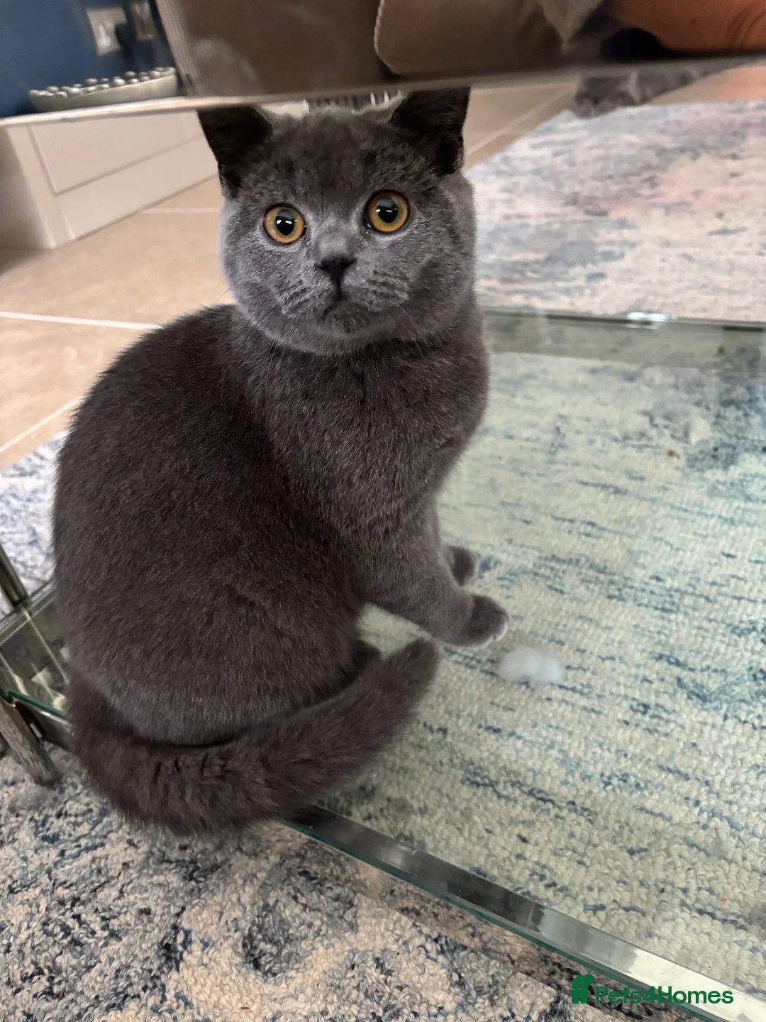 British Shorthair cats for sale: Beautiful British shorthair kitten - Advert 3