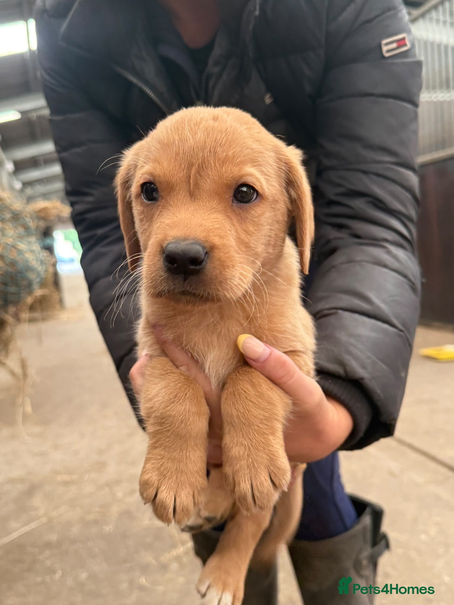 Labrador Retriever dogs Red & Yellow Labrador Puppies - Advert 2