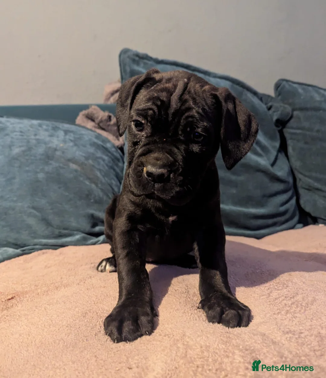 Cane Corso dogs for sale: 🐾 6 Cane Corso Puppies Ready Soon! 🐾 in Canterbury - Advert 10