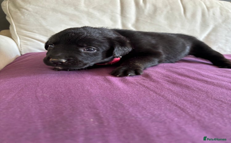 Mixed Breed dogs - Advert 3