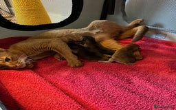 Abyssinian cats for sale: Tica reg. Abyssinian kittens  - Image 15