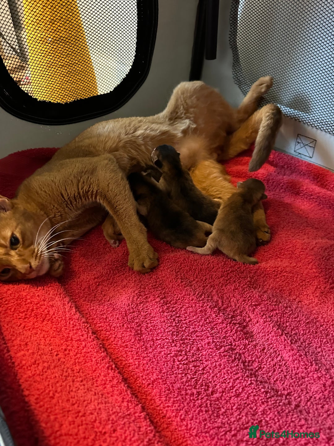 Abyssinian cats for sale: Tica reg. Abyssinian kittens  - Image 15