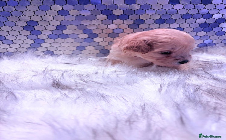 Maltipoo dogs F1 Maltipoo 🧸 fully DNA and Health Tested  - Advert 1