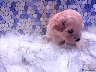 Maltipoo dogs F1 Maltipoo 🧸 fully DNA and Health Tested - Advert 15