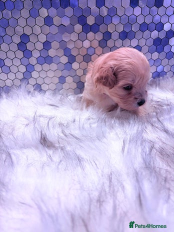 Maltipoo dogs F1 Maltipoo 🧸 fully DNA and Health Tested - Advert 1