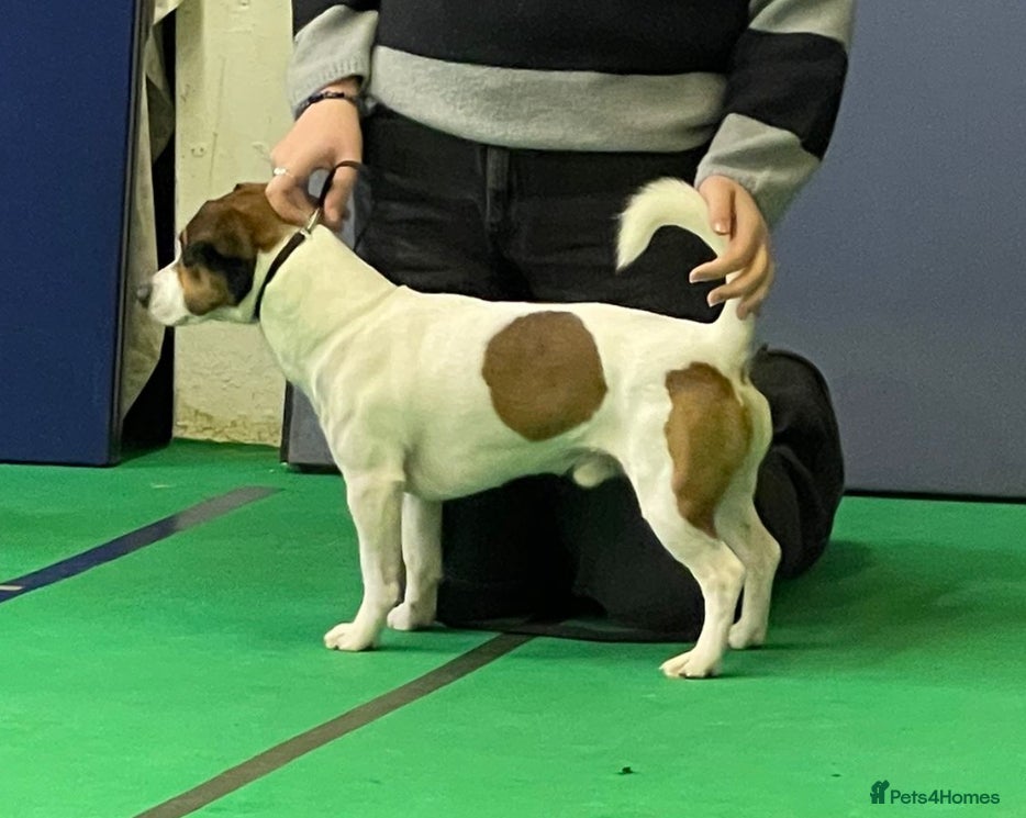 Jack Russell dogs PROVEN Jack Russell Terrier for Stud in Carshalton - Advert 3