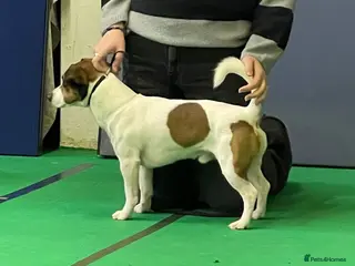 Jack Russell dogs PROVEN Jack Russell Terrier for Stud in Carshalton - Advert 3
