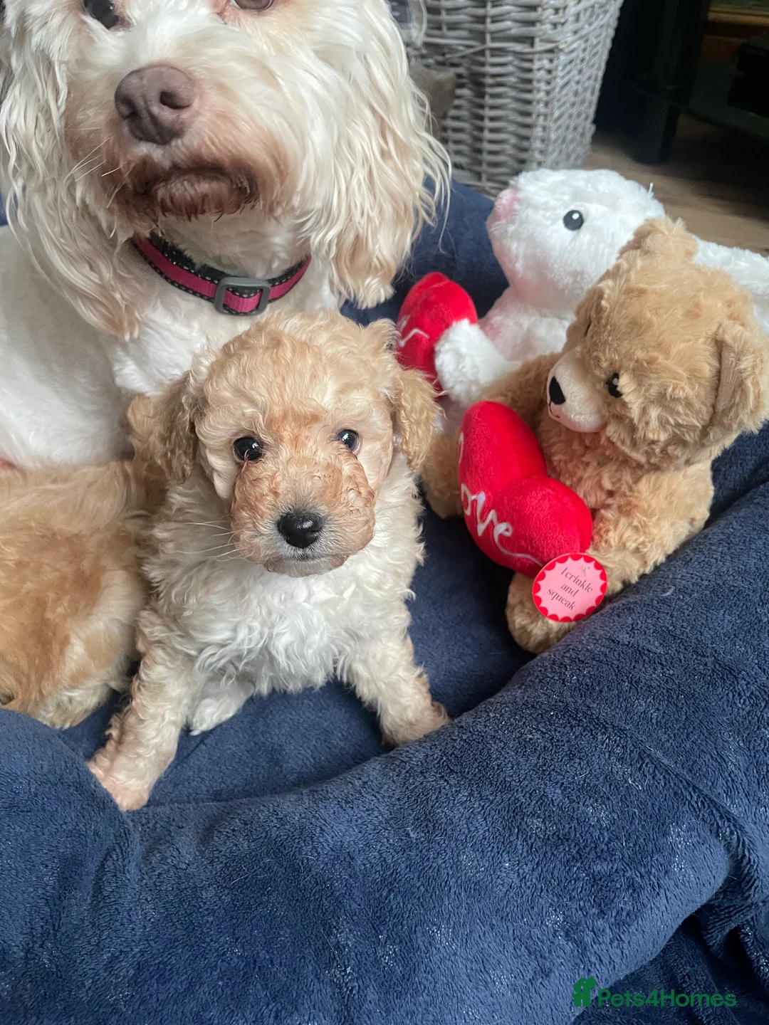 Cockapoo dogs for sale: F1B COCKAPOO PUPPY  - Advert 1