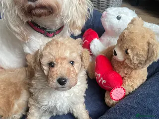 Cockapoo dogs F1B COCKAPOO PUPPY - Advert 5