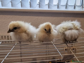 Chickens poultry Trio of silkie chicks (unsexed) 2-3weeks old - Advert 2