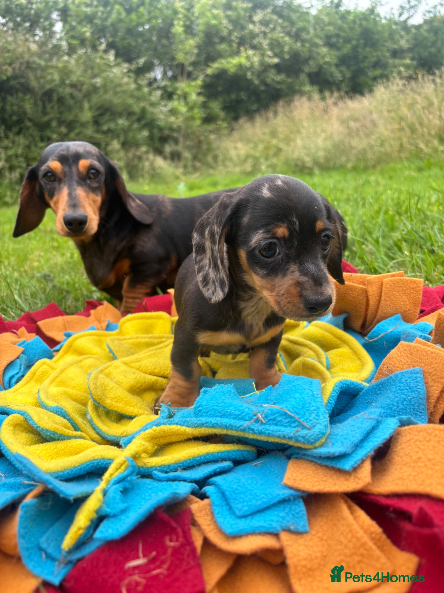 Miniature Dachshund dogs BEAUTIFUL PRA CLEAR & KC REG MINI DACHSHUNDS - Advert 2