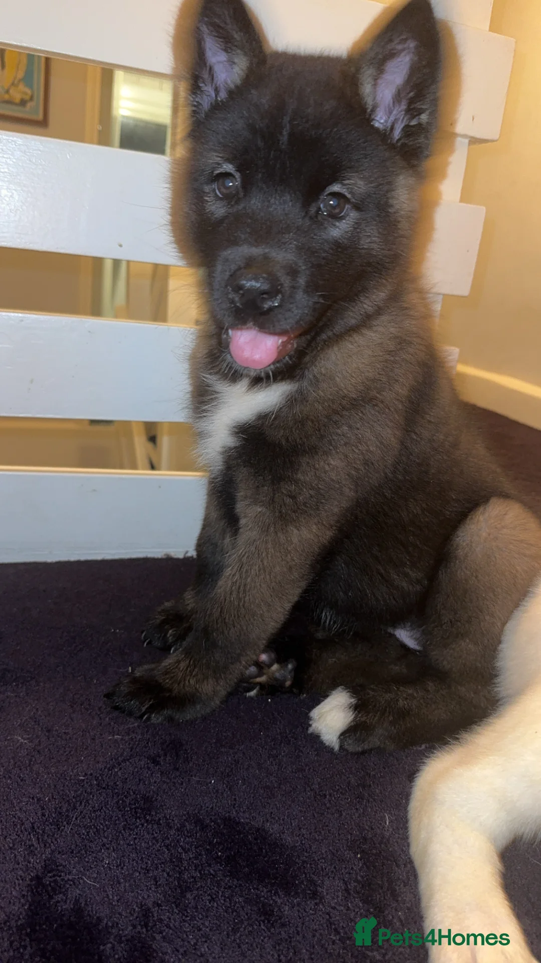 Mixed Breed dogs for sale: 7 beautiful American Akita Puppies ***5 left*** - Advert 7