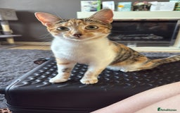Mixed Breed cats for sale: Sweetest Kitten for sale  - Image 3