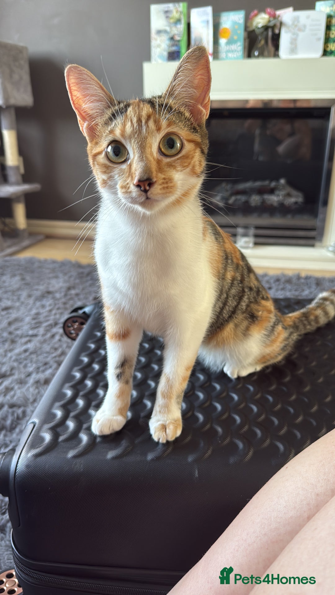 Mixed Breed cats for sale: Sweetest Kitten for sale  - Image 3