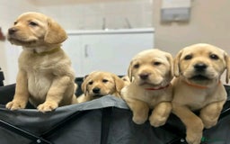 Labrador Retriever dogs for sale: Pure breed Labrador Retrievers puppies  - Image 11