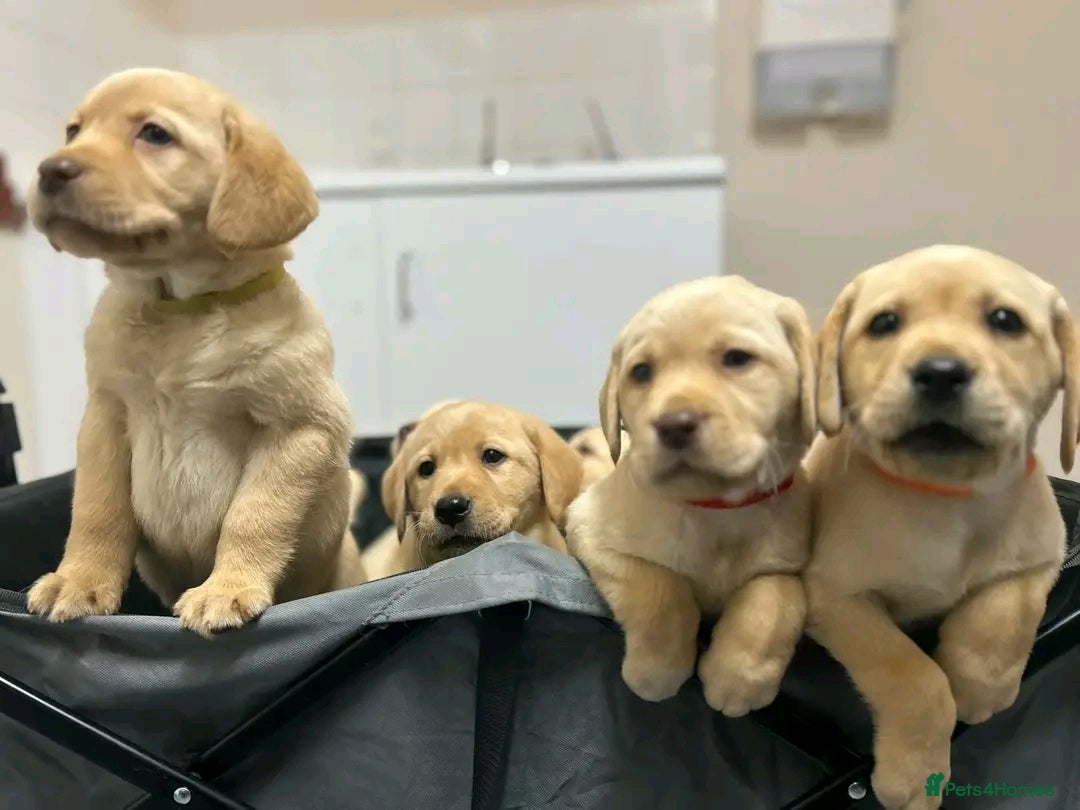Labrador Retriever dogs for sale: Pure breed Labrador Retrievers puppies  - Image 11
