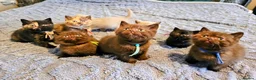 British Shorthair cats for sale: British Shorthair kittens - Advert 26