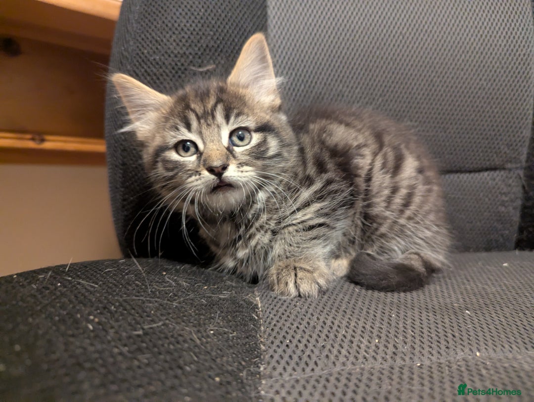 Mixed Breed cats for sale: Beautiful Kittens Ready Now - Image 4