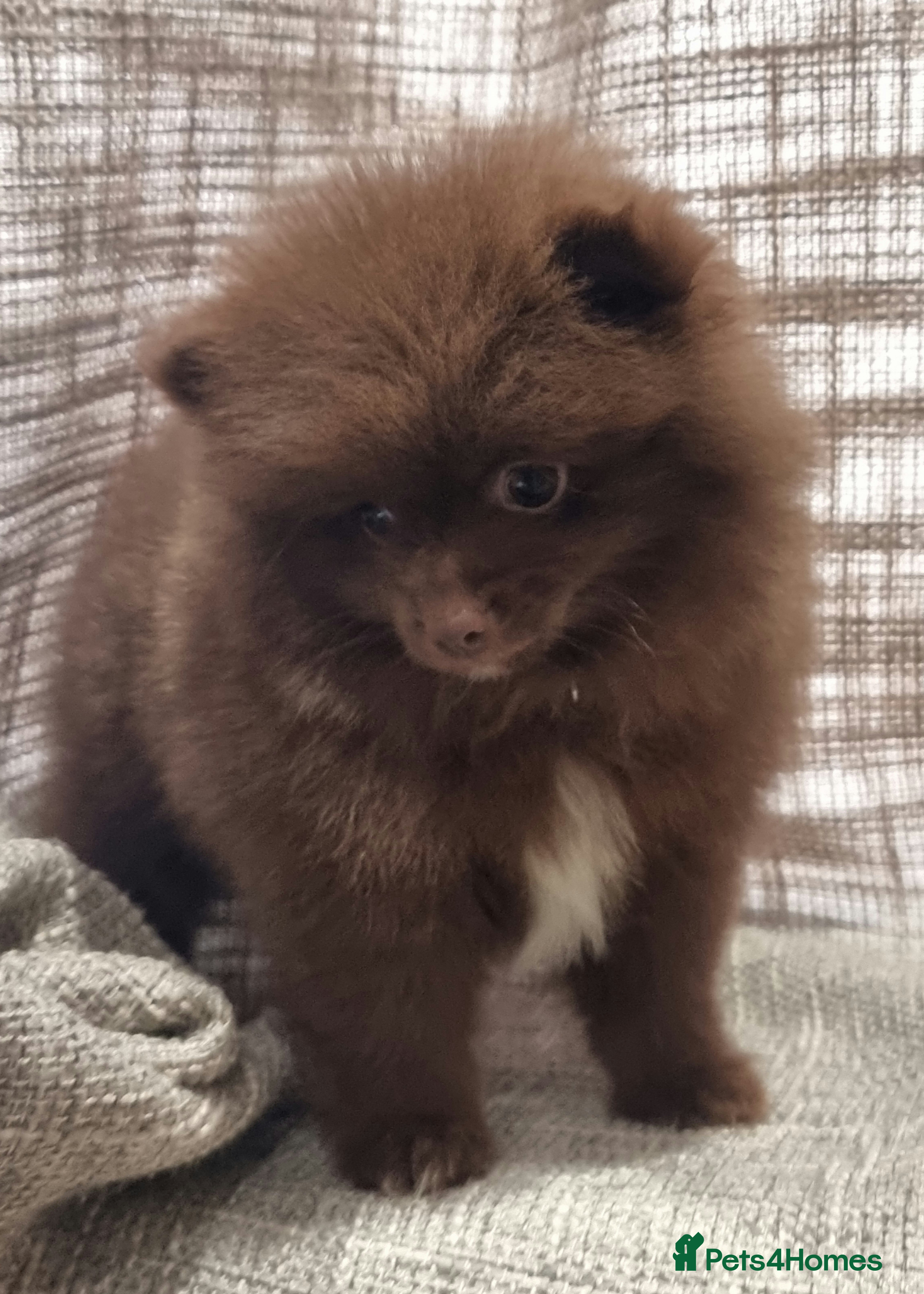 Pomeranian dogs 🐾🌟 Beautiful Pomeranian Puppies - Ready Now🌟🐾 - Advert 1
