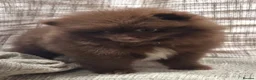 Pomeranian dogs for sale: 🐾🌟 Beautiful Pomeranian Puppies - Ready Now🌟🐾 - Advert 2