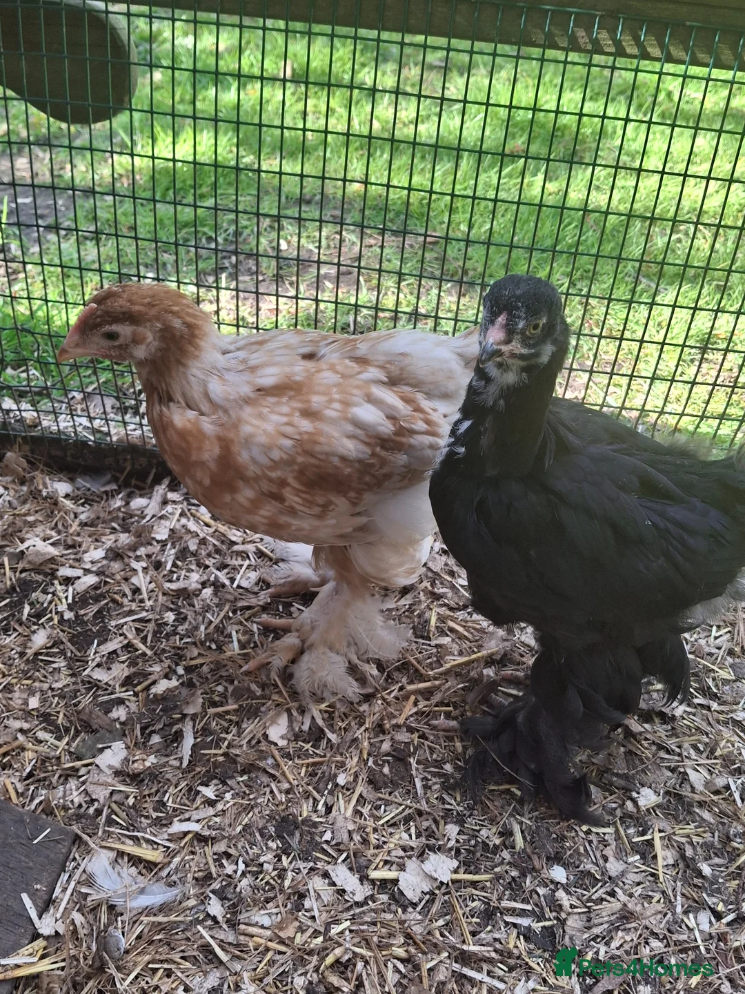 Chickens poultry for sale: Beautiful pure Brahma and Braha cross chicks - Advert 6