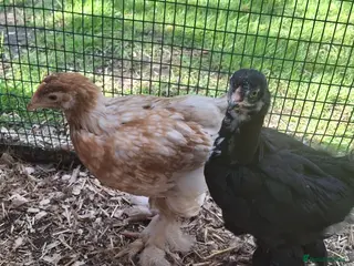 Chickens poultry Beautiful pure Brahma and Brahma cross chicks - Advert 2