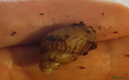 Snails invertebrates for sale: Achatina fulica (Giant African Land Snails) - Image 8