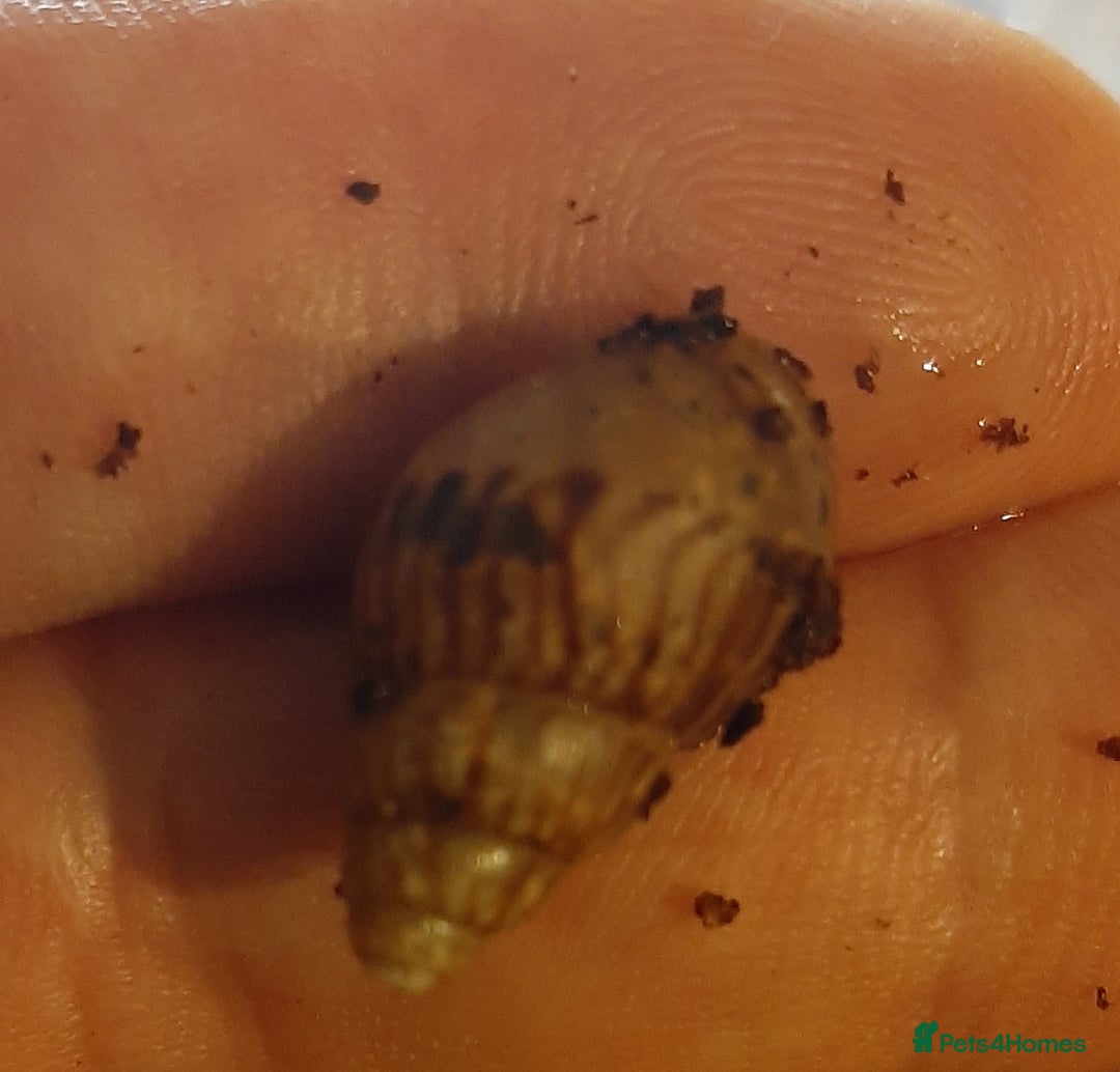 Snails invertebrates for sale: Achatina fulica (Giant African Land Snails) - Image 8