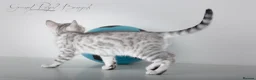 Bengal cats for sale: Rare Silver Bengal Kittens – Boy & Girl Available - Advert 15