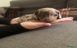 Miniature Dachshund dogs for sale: Chocolate Tan Dapple Healthy Dachshund Puppies - Image 6