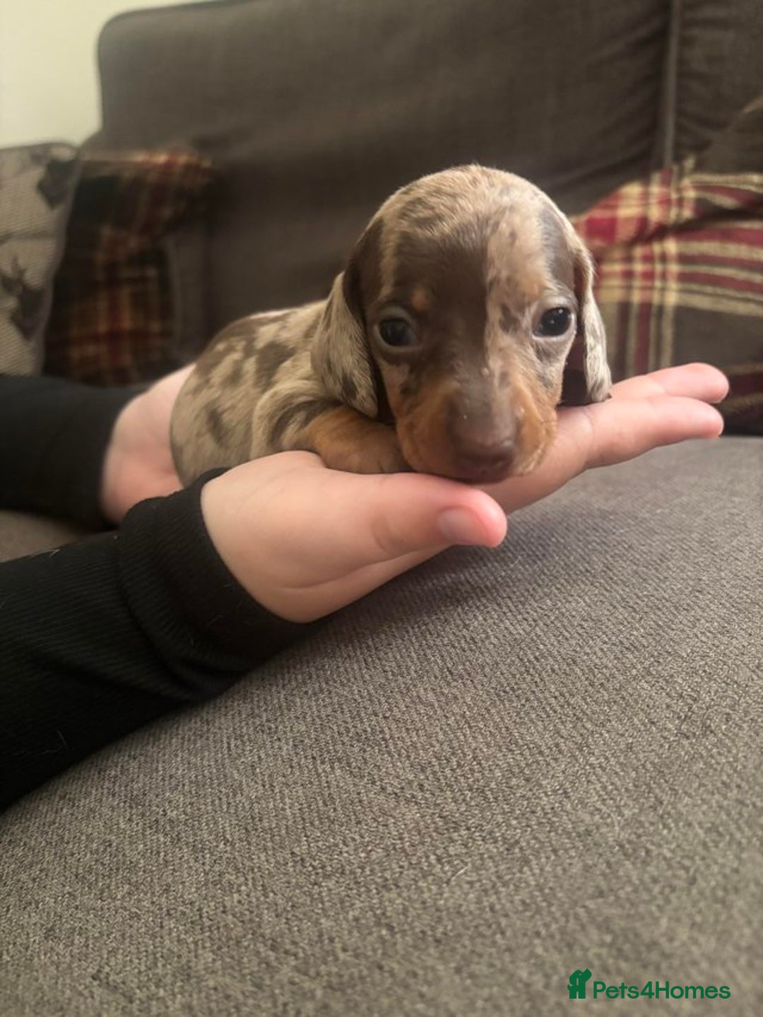 Miniature Dachshund dogs for sale: Chocolate Tan Dapple Healthy Dachshund Puppies - Image 6
