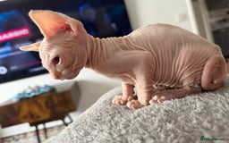 Sphynx cats for sale: Sphynx  kitten 11 weeks old pink  - Image 2