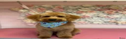 Mini Goldendoodle dogs for sale: Lovely male mini golden-doodle for rehoming! - Advert 15