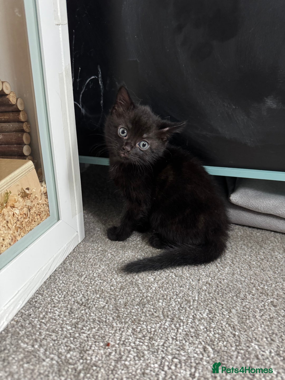 Mixed Breed cats for sale: Beautiful black Tabby Girl - Image 2