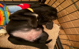 Mixed Breed dogs for sale: Pointerdors ONLY 1 girl left ready now  - Image 16